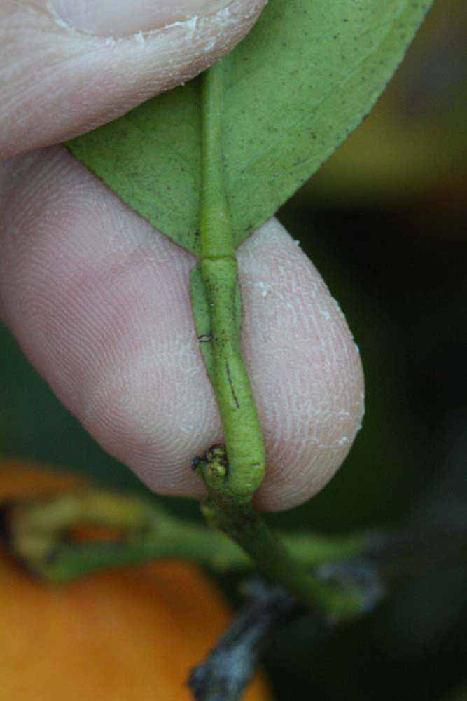              Petiole (Winter Haven, FL)       